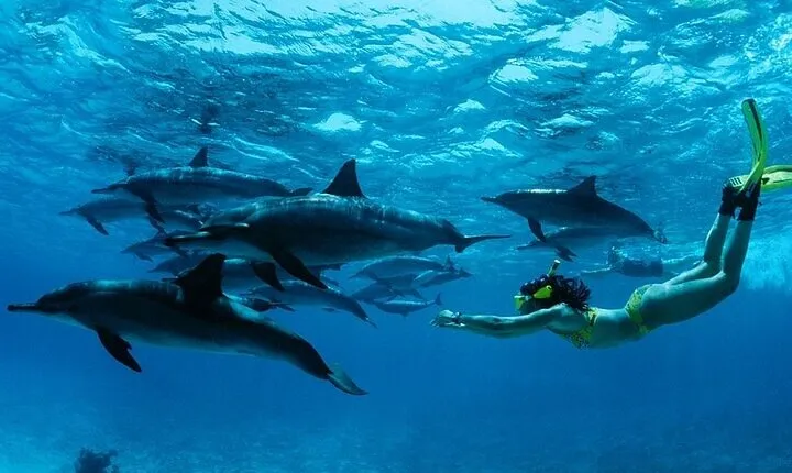 Swim with Dolphins at Samadai Reef snorkeling trip - El Quseir