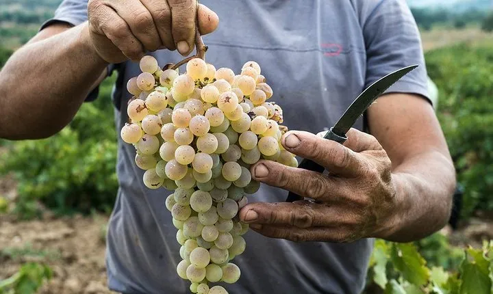 Private Athens Wine Tour For Dedicated Wine Lovers