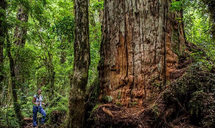 6 Hours Shared Tour in Calbuco and Millennial Forest from Hotel