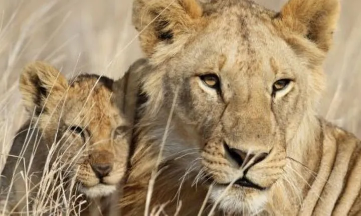 3-Day Masai Mara Private Luxury Safari
