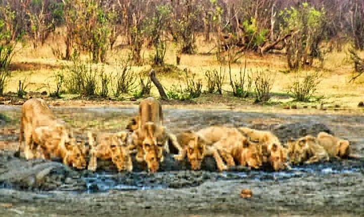 Safari Game Drive in the Savannah with Hotel pickup 3 times daily