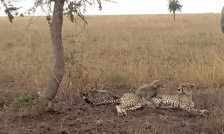 Manyara, ngorongoro, olduvai, Serengeti