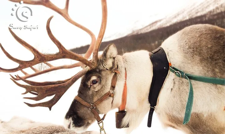 Reindeer Safari in Arctic Wilderness