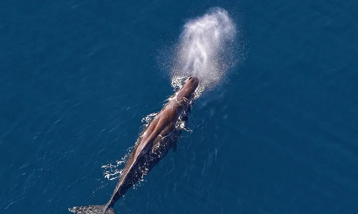 Kaikoura Helicopters Classic Whale Watch