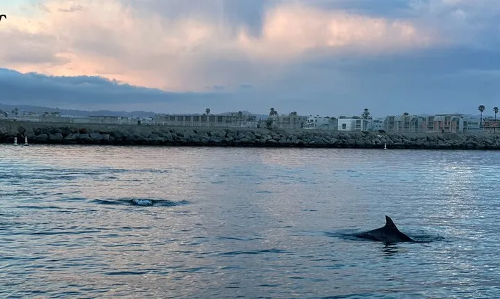 Dolphin Sighting Sunset Tour