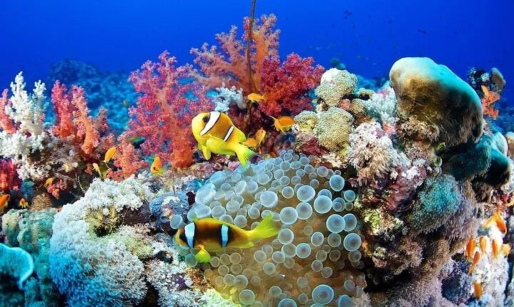 Full Day Snorkeling Tour in Marsa Alam