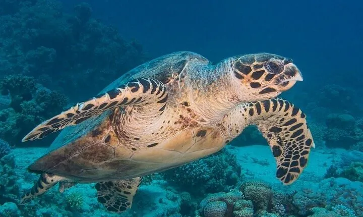 3 Days - 6 Boat Dives Package for Certified Diver