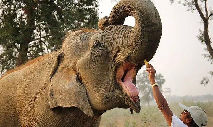 From Delhi: Sunrise Taj Mahal tour with Elephant Conservation