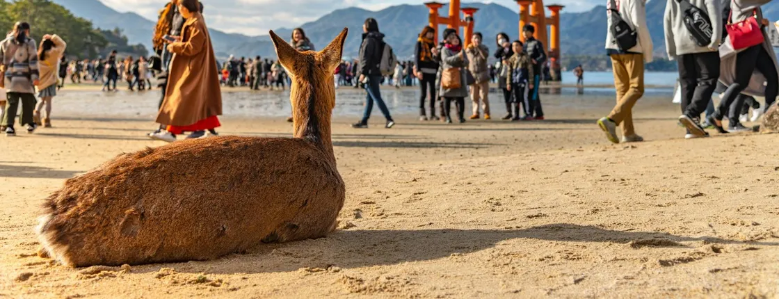 Full-day tour to Hiroshima and Miyajima with ferry ride