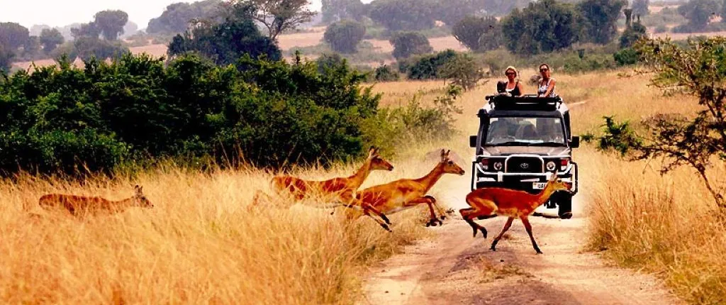 African safaris