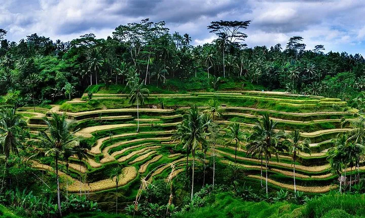 Ubud Customized Tour All-Inclusive