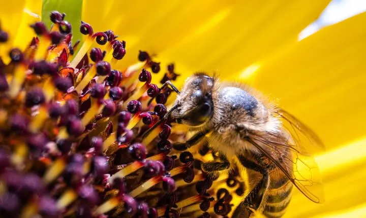 2-Hour Private Guided Activity Discovering Bees in Volterra