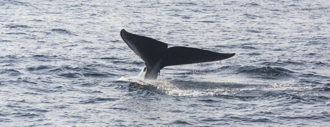 Mirissa Whale Watching Tour