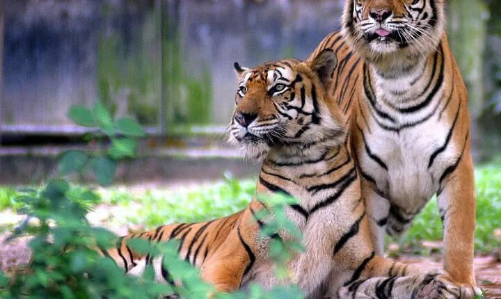 7 Day Golden Triangle Tour with Ranthambore Tiger Tour