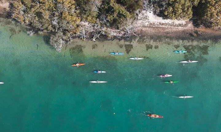 Mangroves and Mansions Guided Kayak Tour on the Noosa River