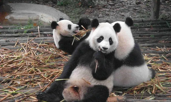 One Day Giant Panda Leisure Private Tour in Chengdu