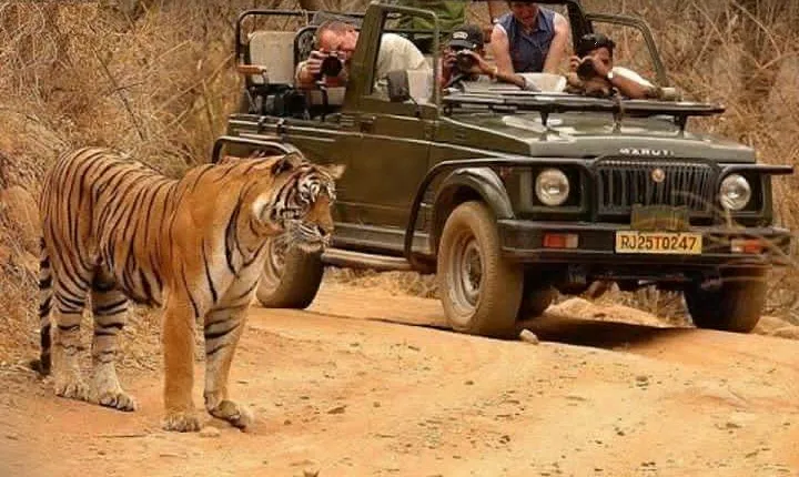Taj Mahal With Ranthambore Jungle Safari 