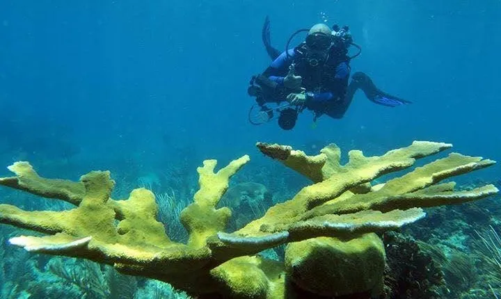Fajardo 2-Tank Scuba Dive for Certified Divers Only