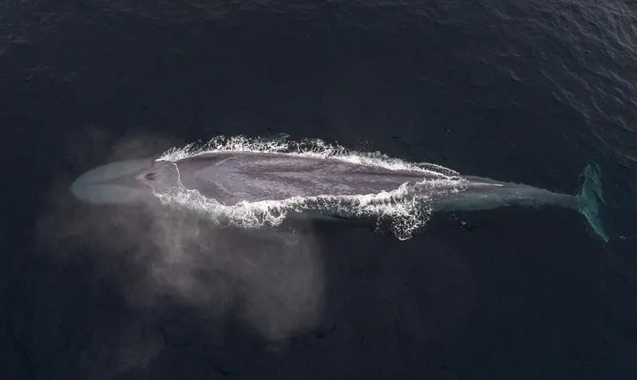 4 Hour Whale Watching Tour From Monterey