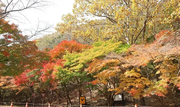 From Seoul: Defector Talk & DMZ Highlights – A Rare Human Story