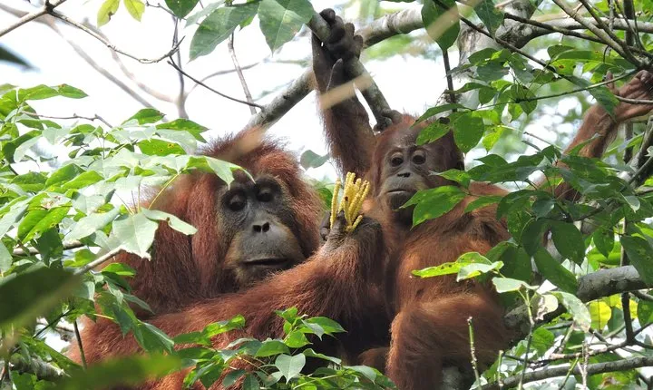 4 Day Jungle Adventure including 2 day trek