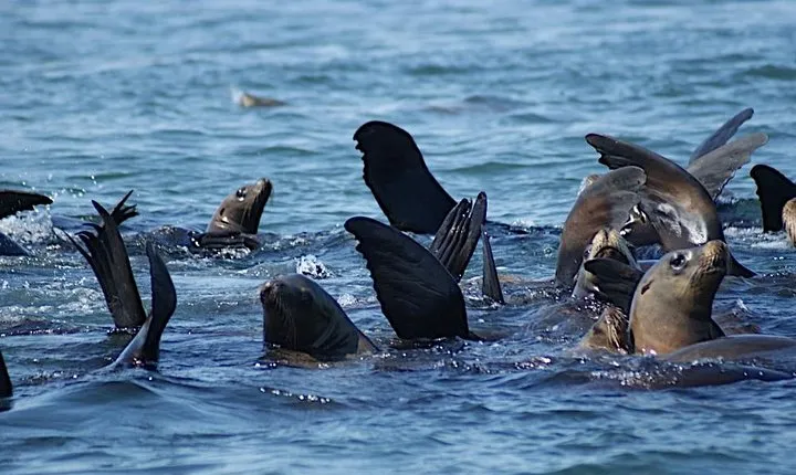 Private Sailing Tour of Bodega Bay