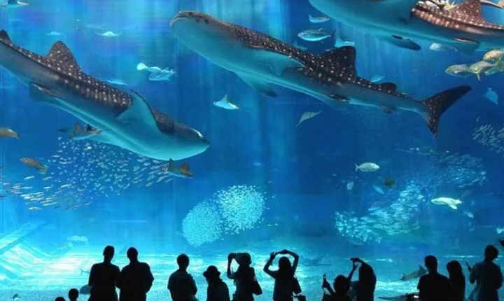 Full-Day Adventure at the Grand Aquarium with Transfer - Hurghada