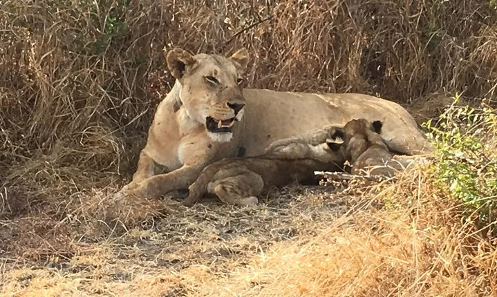 2 Days 1 Night Mikumi National Park