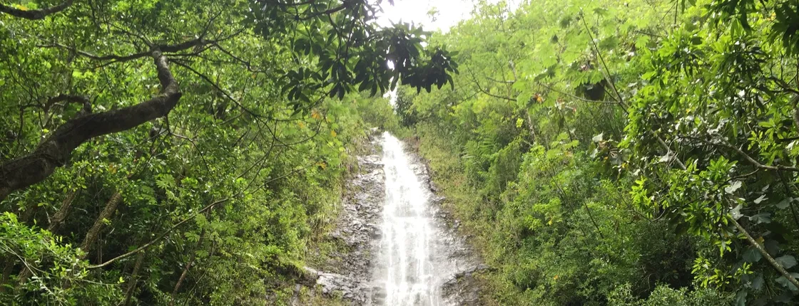 Oahu Guided Hawaii's Rainforest Hike