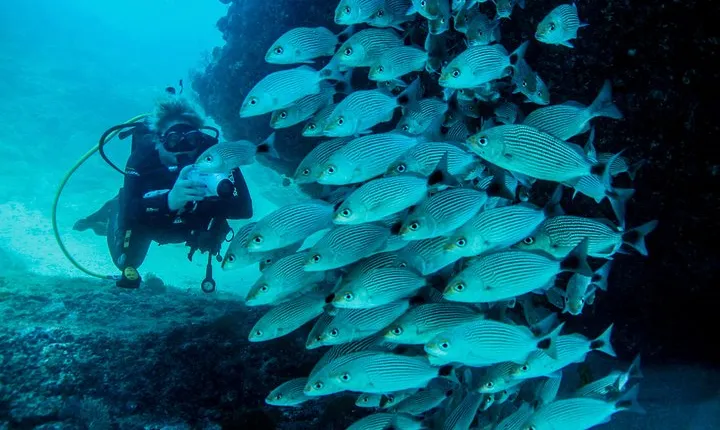 Scuba Diving with a 5-Star PADI Center in Puerto Vallarta