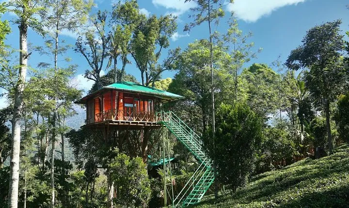 Treehouse stay in munnar