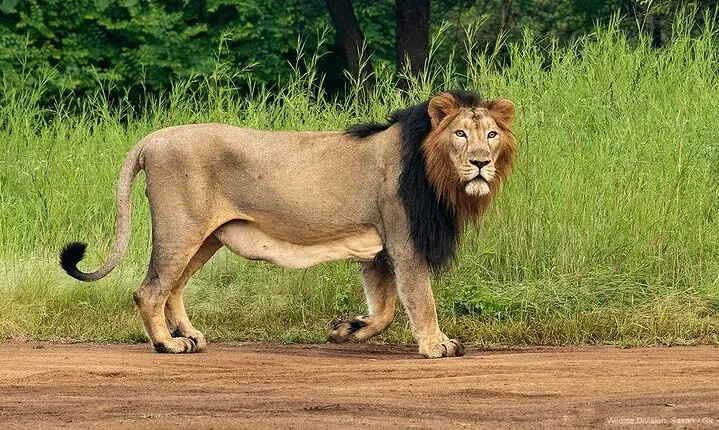 Jeep Safari: A Skip the line access to Devalia Safari Park India