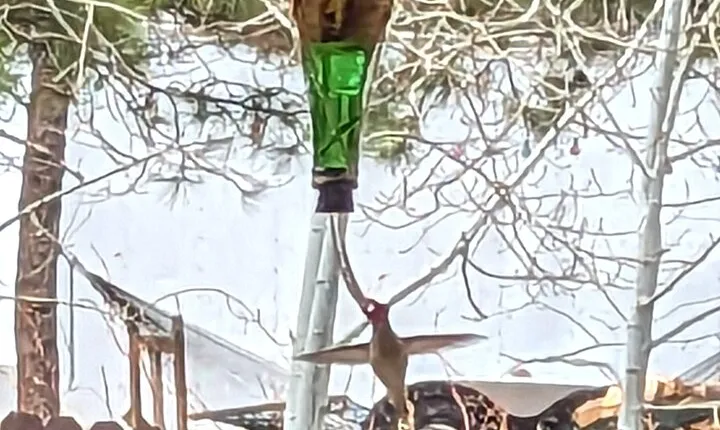 Hydro Dipped Hummingbird Feeder