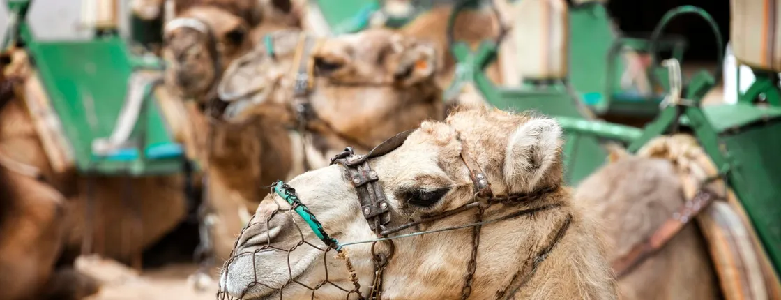 Maspalomas camel tour