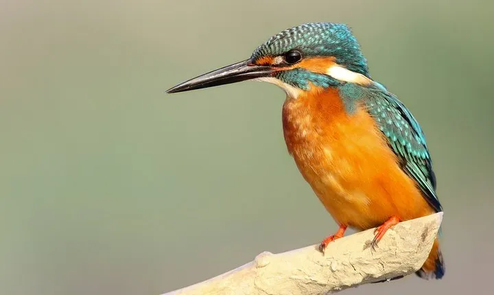 4 days Dalat bird watching tour