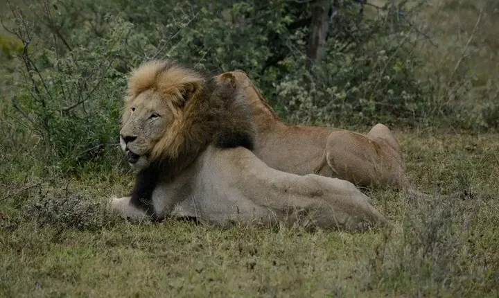 Lion And Safari Park Open Truck Game drive 