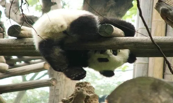 Chengdu Giant Panda Base Private half day tour