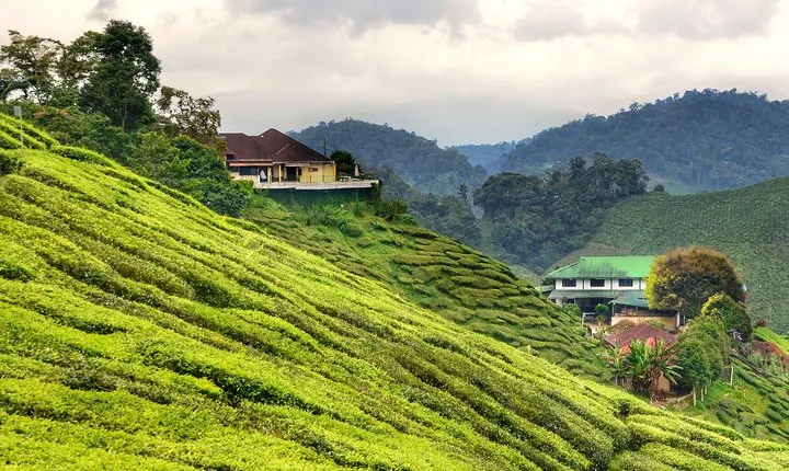 Cameron Highlands Fascinating Day Trip
