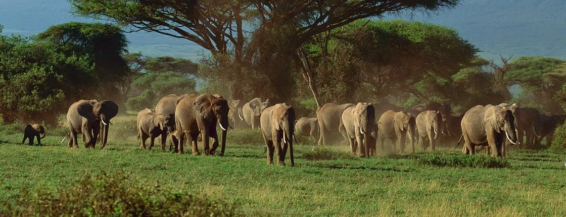 Four-day Kenyan wildlife safari through Tsavo East and Amboseli