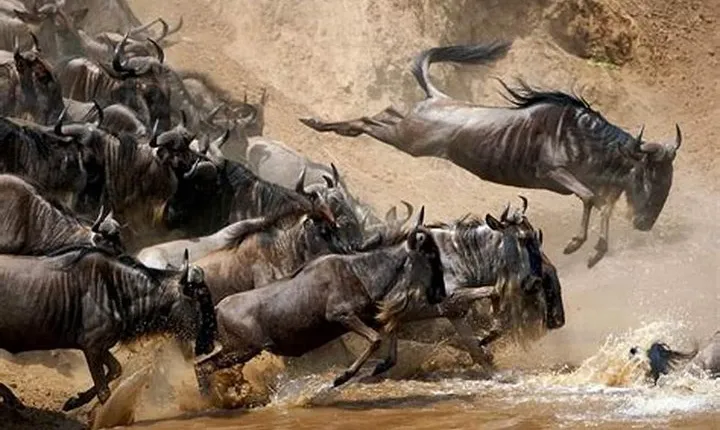 4 Days Joined Group Safari Serengeti,Ngorongoro and Tarangire National Parks