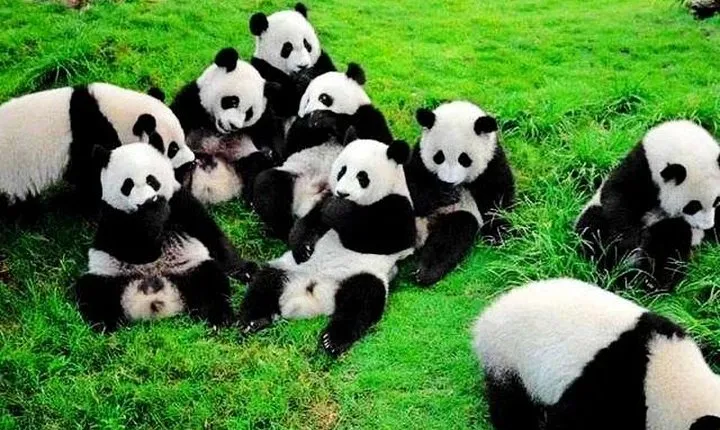 2-Day Chengdu Giant Panda and Leshan Buddha from Guangzhou by Plane