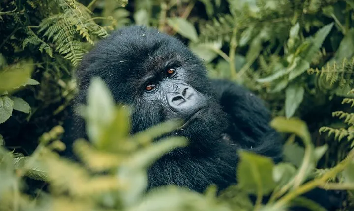 1 Day Gorilla Trekking Safari in Rwanda Volcanoes National Park