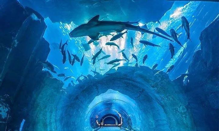 Dubai Aquarium & Underwater Zoo Tickets