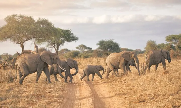 6-days Safari in Northern Tanzania