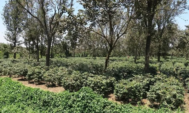 Visit Arusha Coffee Plantation Day Tour