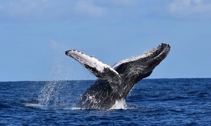 Cabo Private Whale Watching Tour - Incl FREE photos & Whale Sightings Guarantee