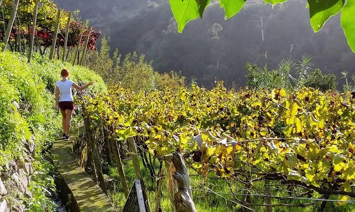 Full-Day Madeira Wine Tasting Tour with Lunch