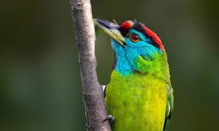 Munsiari Birding tour 