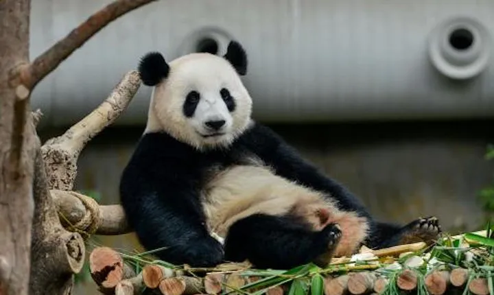 Dujiangyan/Wolong Panda Sanctuary day tour option panda keeper