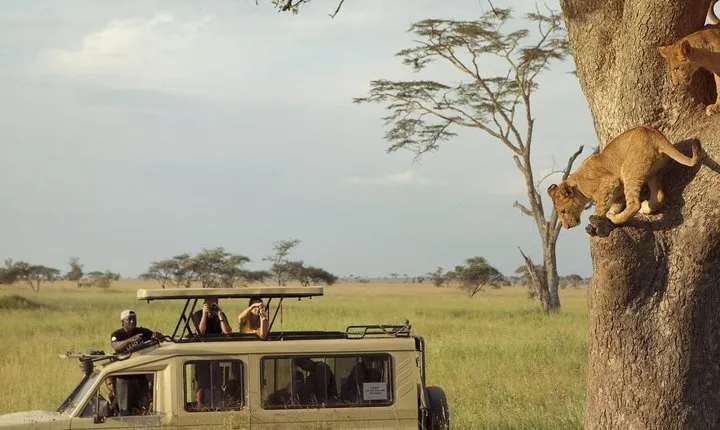 Safari Excelente y Safari lujos Tanzania